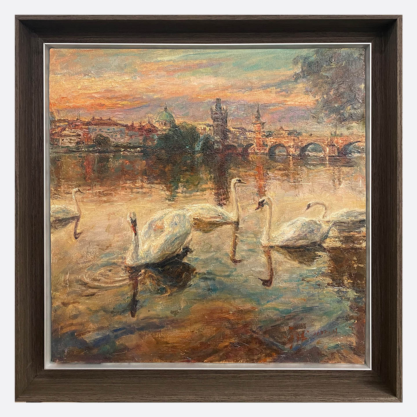 Swans of the Vltava River